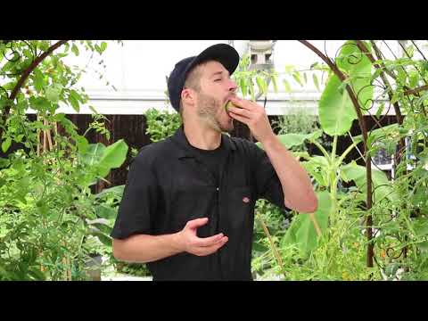 download lagu mp3 mp4 Green Zebra Tomato Ripe, download lagu Green Zebra Tomato Ripe gratis, unduh video klip Green Zebra Tomato Ripe