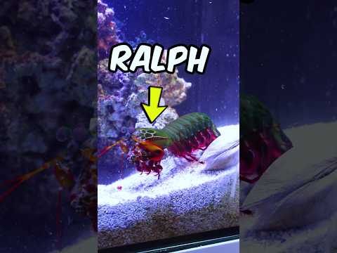 My Peacock Mantis Shrimp is Scary 😰🌈