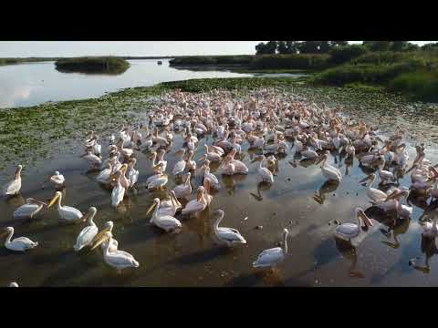 Danube Delta, Romania – Beautiful aerial view from drone 4k