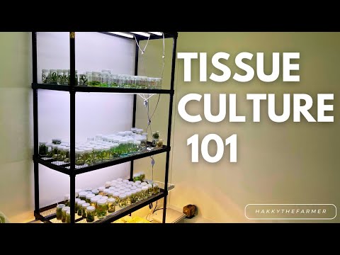 Inside My Tissue Culture Lab : How I multiply Rare Plants!