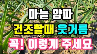 마늘 1차웃거름전후 이거랑 같이 줘야 마늘 대박납니다. 고자리파리 살충제는 다들 하셨지요?