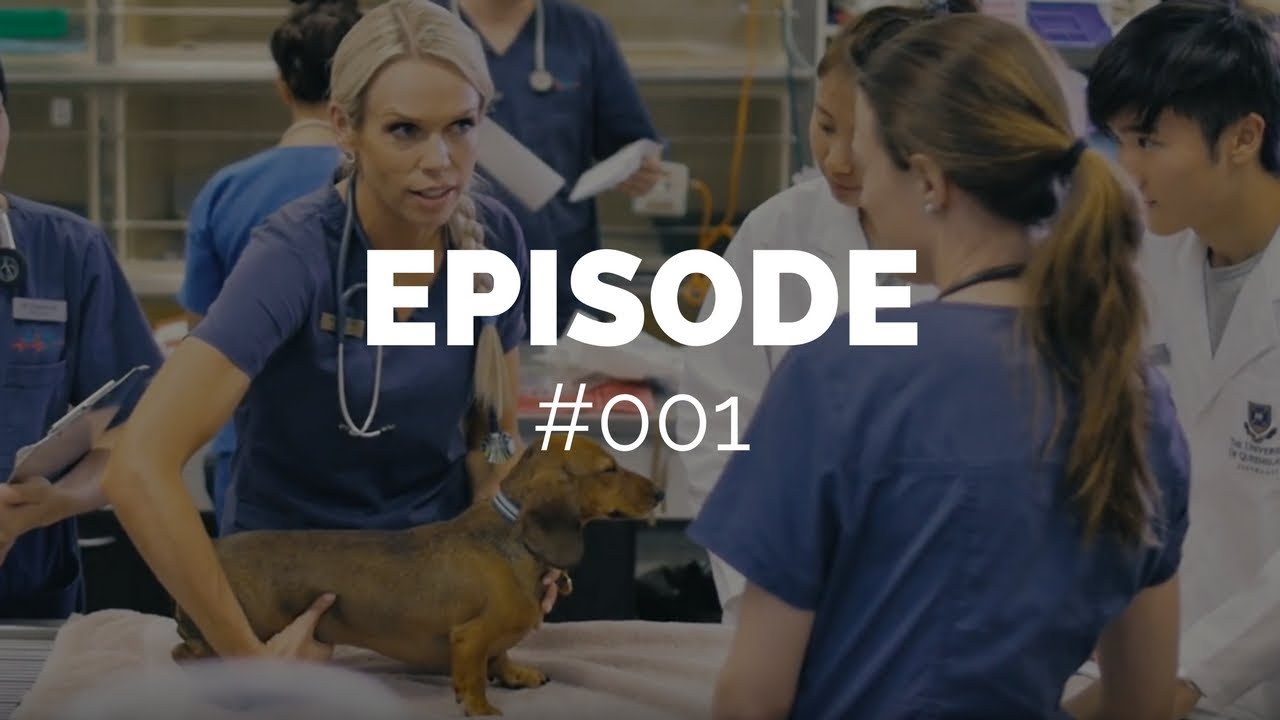 NEW BONDI  VET- TEAMWORK makes the DREAM WORK | Dr Alex Hynes | Vlog 001