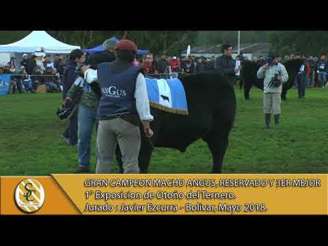 17-05-18 Gran Campeón Macho Angus, Reservado y 3er Mejor - Exposicion Bolivar 2018.