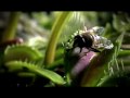 Documentary Nature - Life