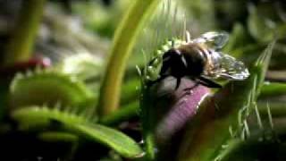 Life - BBC 2009 Trailer - Documentary