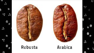 Kahve Çekirdekleri ve Kahve Çeşitleri: Arabica'dan Robusta'ya Tam Rehber!