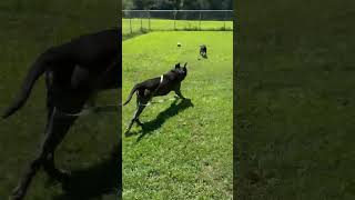 Video preview image #1 Mutt Puppy For Sale in Rockaway, NJ, USA