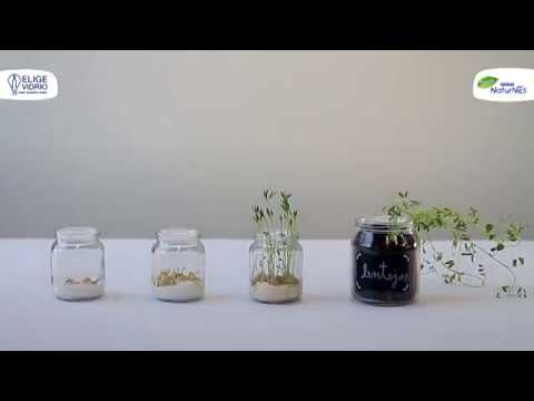 T3.E6 "Manualidades" EXPERIMENTO en frascos de vidrio