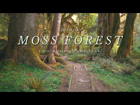 Hoh Rainforest | 4K Forest Walk, Not AI | Moss Forest | nature sounds | Study & Stress Relief