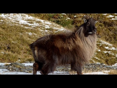 Tahr Hunt 2014 New Zealand - West Coast Wilderness