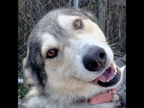 ARLENA-Adopted, an adopted Alaskan Malamute Mix in Indianapolis, IN_image-1