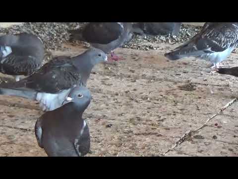 Columbofil dl Manea Ilie Ionut Buzau Romania porumbei de vanzare 12 august 2025