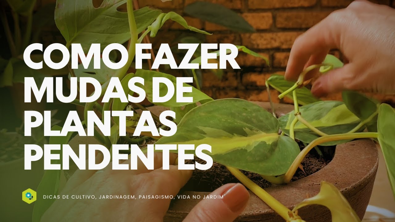 DICAS FÁCEIS para FAZER MUDAS de PLANTAS PENDENTES em CASA