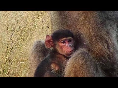 Djuma: Baboons waking up for the morning - 06:06 - 04/11/19