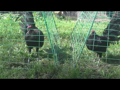 Kearney Brownred black stag roosters gamefowl fighting chickens