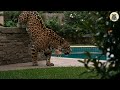 Chihuahua Attacked By Jaguar But A Brave Kangal Dog Saves The Day