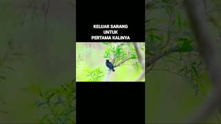 Download lagu Anakan Srigunting Keluar Dari Sarang #short #shorts #burung #viral #trending #srigunting mp3