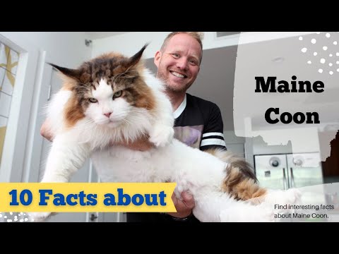 Top 10 Facts about Maine Coons | Maine Coon Cat Fun Facts