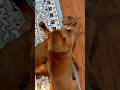 It’s a fight 🤣 Two Abyssinian cats dramatically fighting each other #abyssinian #catshorts #cute