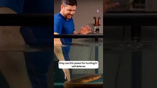 Why You Should Never Slap An Electric Eel #shorts #trending