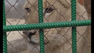 Сафари-парк «Тайган» примет новую обитательницу: В Крым с Урала перевозят львицу Лолу