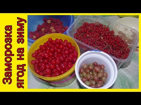 Заморозка ягод на зиму. Как заморозить ягоды.