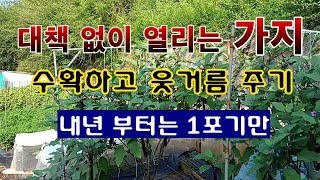 [텃밭농부 1,645]  대책 없이 많이 열리는 가지. 수확 후 웃거름 주기. #가지재배