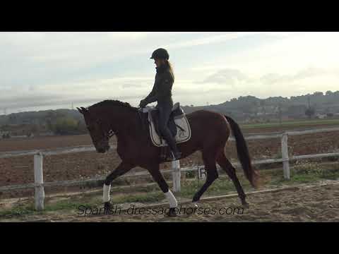 Quality PRE stallion for dressage