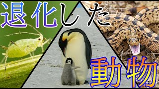 【むしろ進化】様々な理由で退化した動物たち！！！