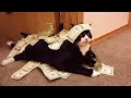 Tuxedo Cat Behavior Funny Cat Videos