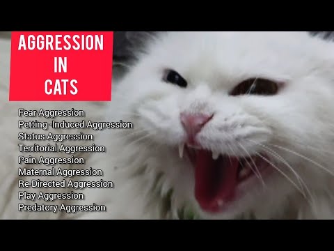 Aggression in Cats | Dr Ubaid | Awareness Video | Types of Aggression & Solutions