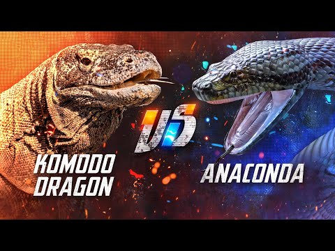 Komodo Dragon VS Anaconda