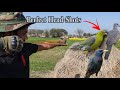 Birds Hunting with Unique Skills❗