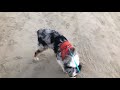 My Dog He Go On An Adventure