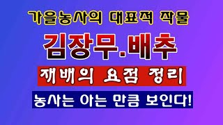 [텃밭농부 2,015]  김장무. 배추 재배 단계별 요점정리. #김장무재배 #김장배추재배