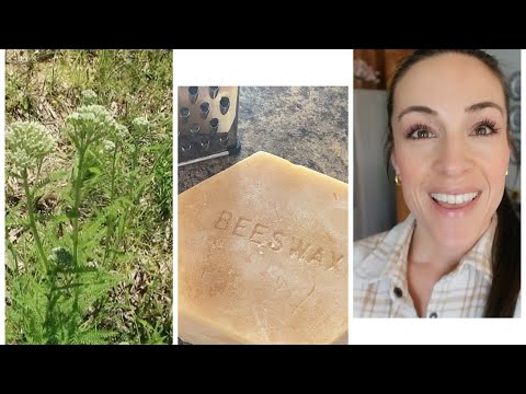 🌱🌿Foraging Yarrow🌿🌱| 🌱Medicinal Yarrow Salve Recipe🌱 You can make it too!