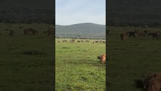 Hyenas messing with the wrong animal