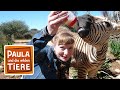Eine Herde Für Zebra Benny Reportage Für Kinder Paula Und Die Wilden Tiere