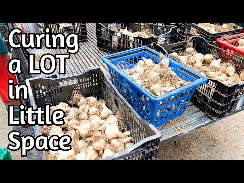 Curing Garlic at Scale in a Small Space