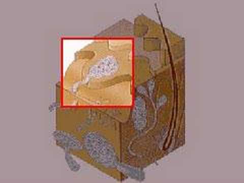 How the Body Works : The Sensory Cortex and Touch