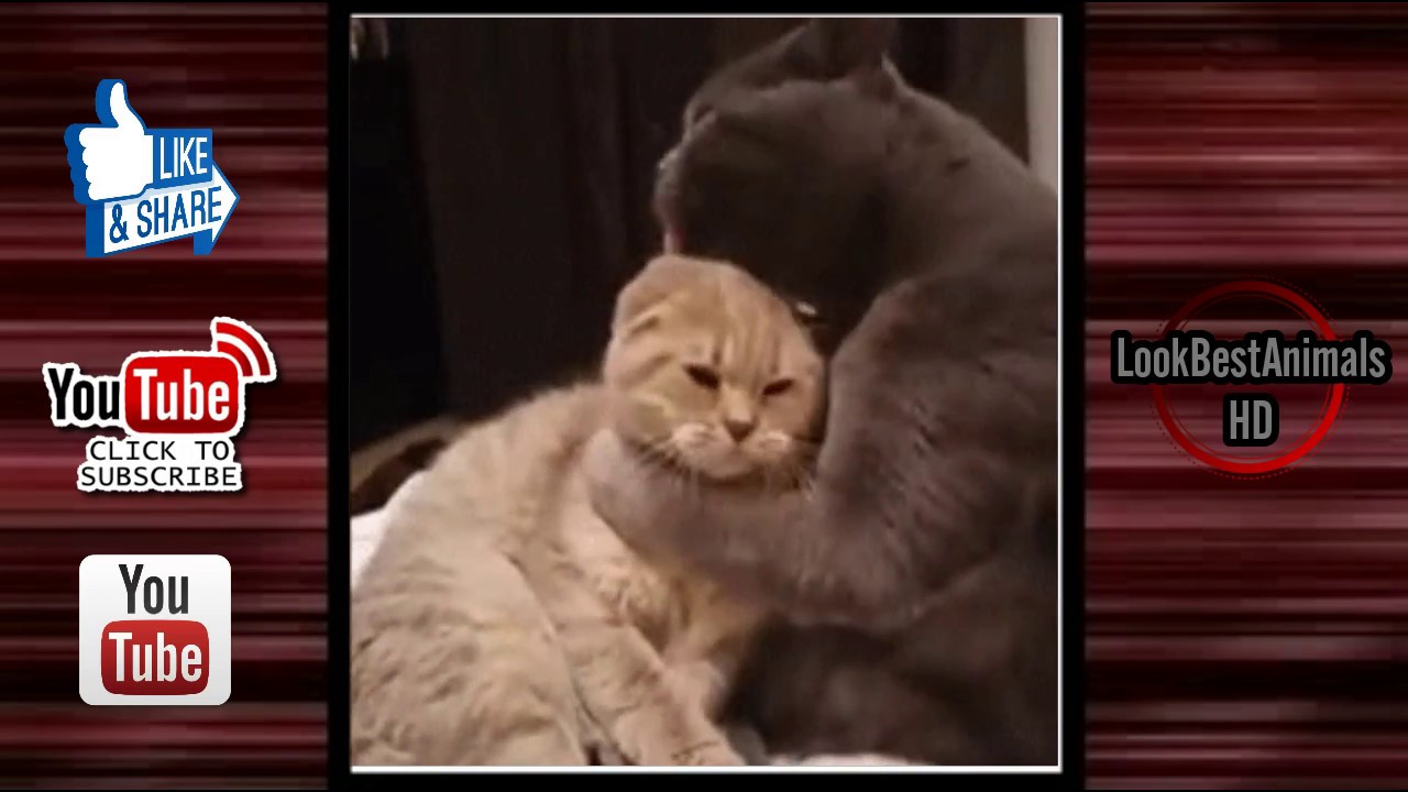 Cat Doing Funny Things Videos | Funny Cat Gifs Compilation Part 1