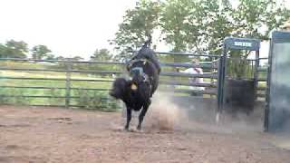 804 2yr old bucking bull, Ferguson Bucking Bulls