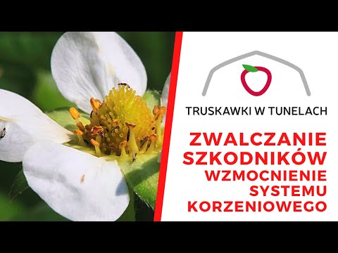 Zwalczanie szkodników i wzmocnienie systemu korzeniowego roślin truskawek