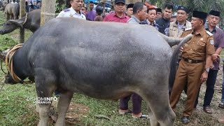Download lagu Festival Memantai Adat Maho Danau Tabir Merangin 2025 mp3 Download lagu Festival Memantai Adat Maho Danau Tabir Merangin 2025 mp3