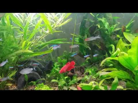 Communal fish tank with betta