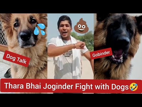 Thara Bhai Joginder Roast By Laddu😂 | Funny Dog Video | Joginder Roast | All About Dogs
