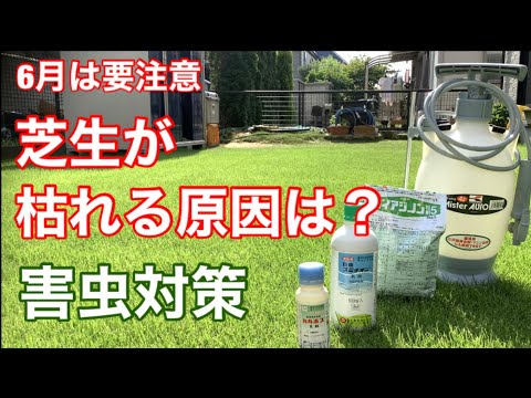 野菜の芝生のコガネムシの芝生から大きな白い虫を取り除く