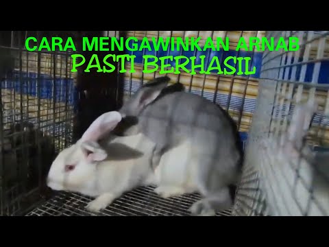 , title : 'Cara Mengawinkan Arnab Comel TERBUKTI BERHASIL / Rabbits Mating'