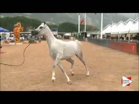 N.52 NIHAL - Menton 2016 - Fillies 3 years old (Class 3)