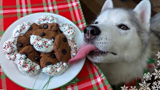 Hot Chocolate Cookies for Dogs 🎄 DIY Christmas Dog Treats